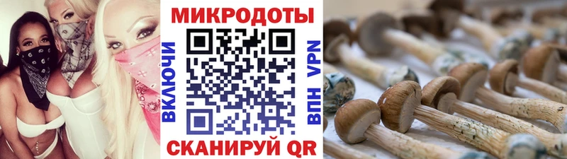 Галлюциногенные грибы Psilocybine cubensis Шелехов